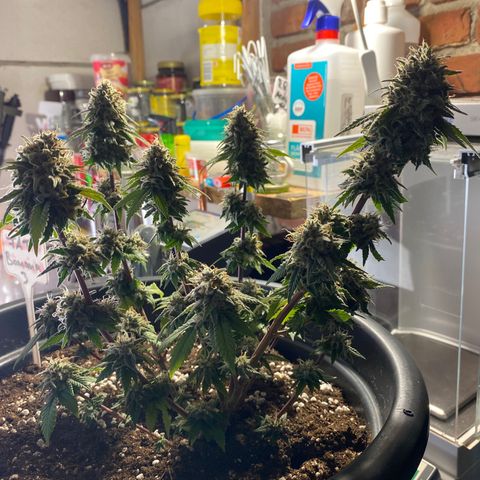 FAT banana #3 growlog timeline photo