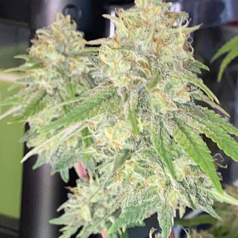 FAT banana #3 growlog timeline photo