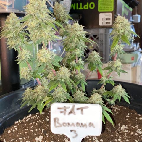 FAT banana #3 growlog timeline photo