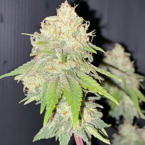 FAT banana #3 growlog timeline photo