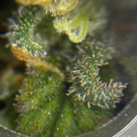 FAT banana #3 growlog timeline photo