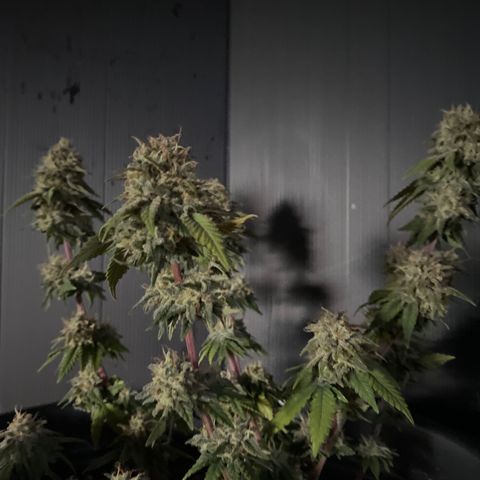 FAT banana #3 growlog timeline photo