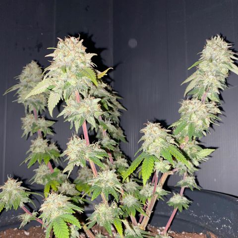 FAT banana #3 growlog timeline photo