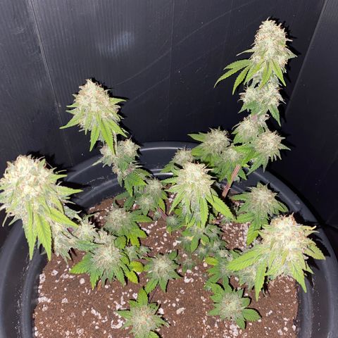 FAT banana #3 growlog timeline photo