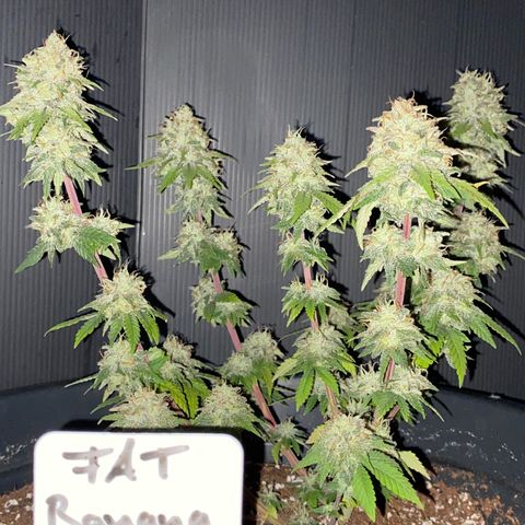 FAT banana #3 growlog timeline photo