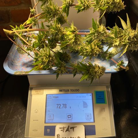 FAT banana #3 growlog timeline photo