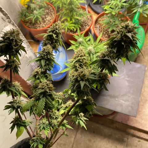 FAT banana #3 growlog timeline photo