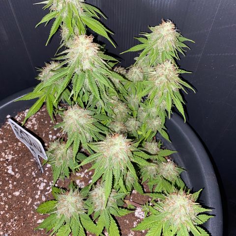 FAT banana #4 growlog timeline photo