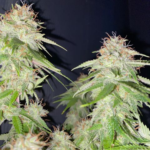 FAT banana #4 growlog timeline photo