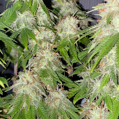 FAT banana #4 growlog timeline photo