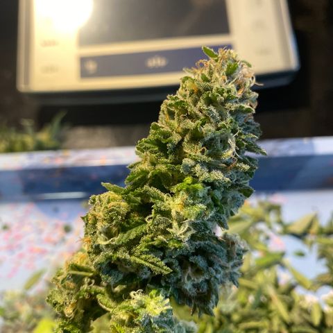 FAT banana #1 growlog timeline photo