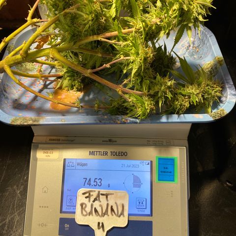 FAT banana #4 growlog timeline photo