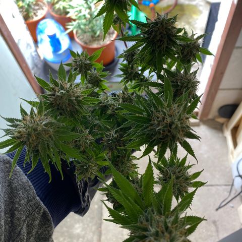 FAT banana #4 growlog timeline photo