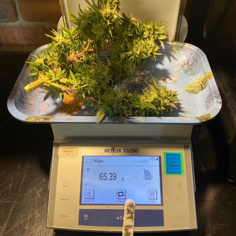 FAT banana #1 growlog timeline photo