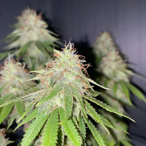 FAT banana #4 growlog timeline photo