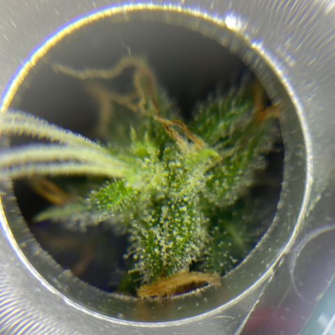 FAT banana #4 growlog timeline photo