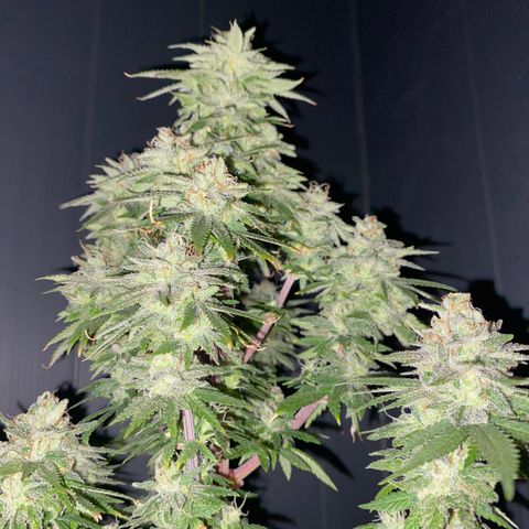 FAT banana #1 growlog timeline photo