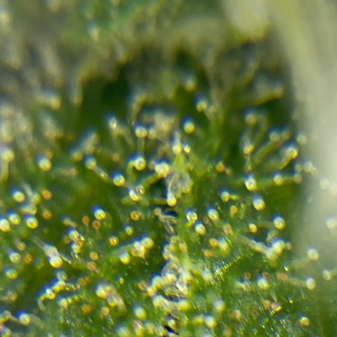 FAT banana #4 growlog timeline photo
