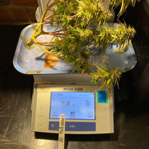 Al Patron #1 growlog timeline photo
