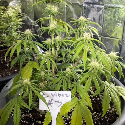 FAT banana #2 growlog timeline photo