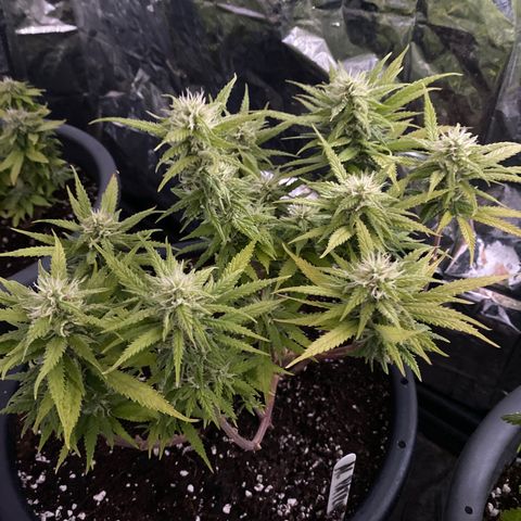 Al Patron #2 growlog timeline photo