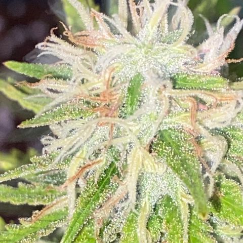 FAT banana #2 growlog timeline photo