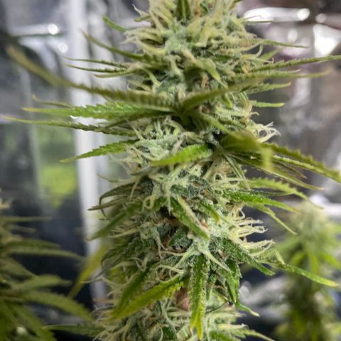 FAT banana #2 growlog timeline photo