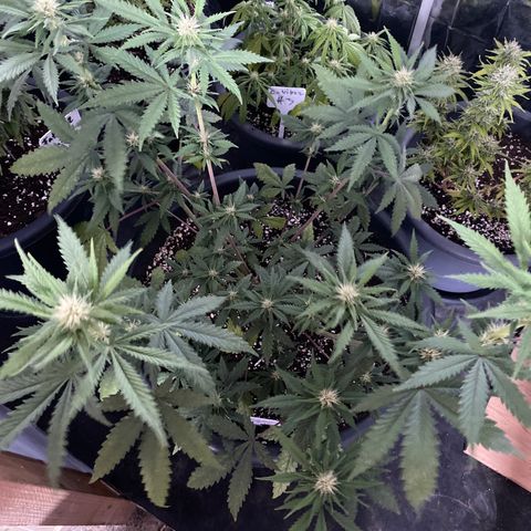C- Vibez  #2 growlog timeline photo