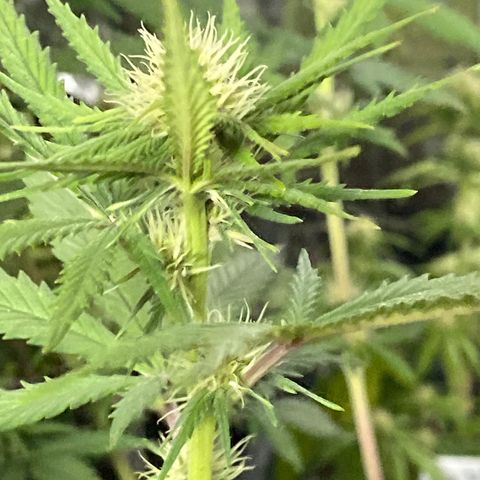 C- Vibez  #2 growlog timeline photo