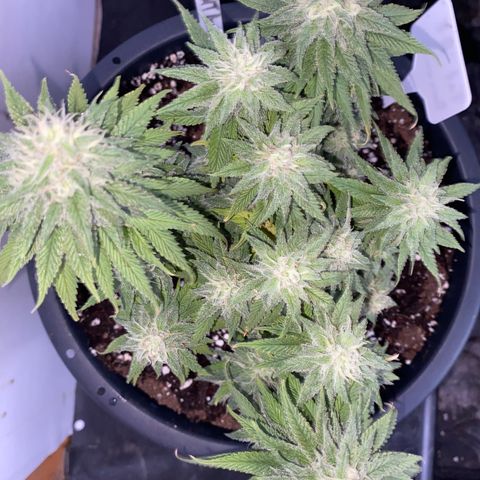 FAT banana #2 growlog timeline photo