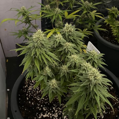 FAT banana #2 growlog timeline photo