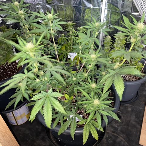 C- Vibez  #2 growlog timeline photo