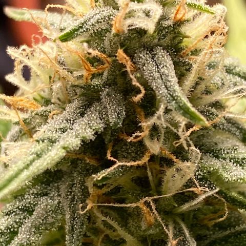 Royal Queen Seeds/ Medusa F1 #2 growlog timeline photo