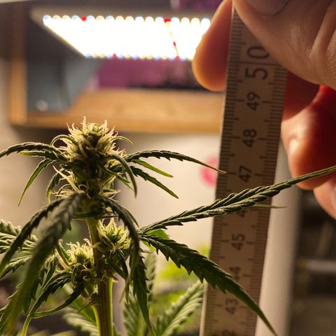 Royal Queen Seeds/ Medusa F1 #1 growlog timeline photo