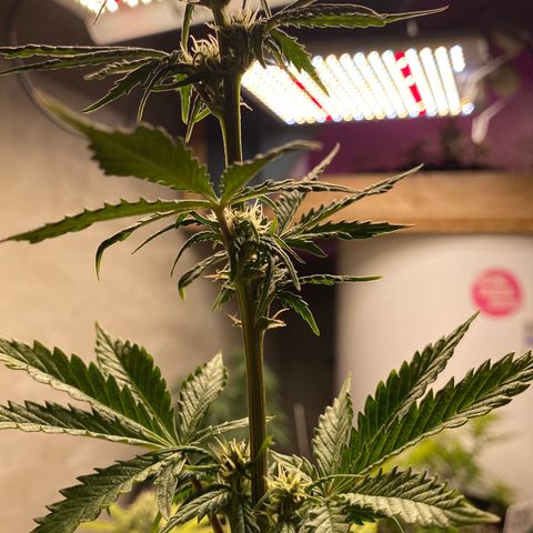 Royal Queen Seeds/ Medusa F1 #1 growlog timeline photo