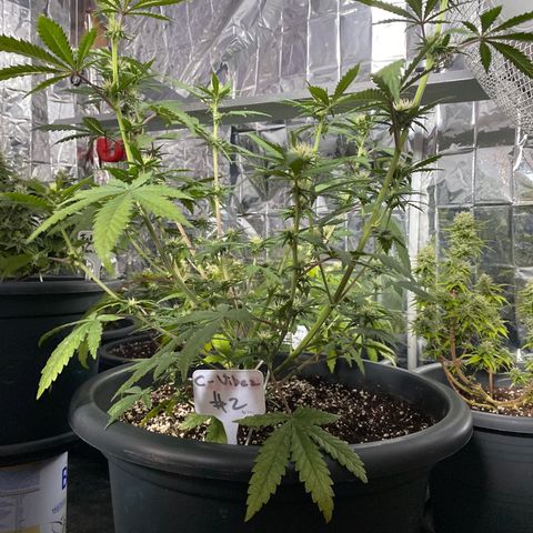C- Vibez  #2 growlog timeline photo