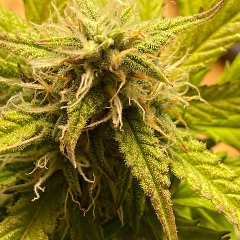 Royal Queen Seeds/ Medusa F1 #3 growlog timeline photo