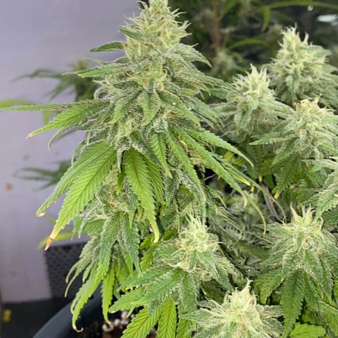 FAT banana #2 growlog timeline photo