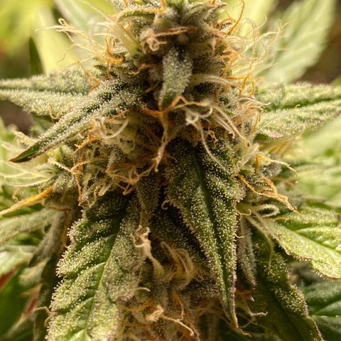 Royal Queen Seeds/ Medusa F1 #4 growlog timeline photo