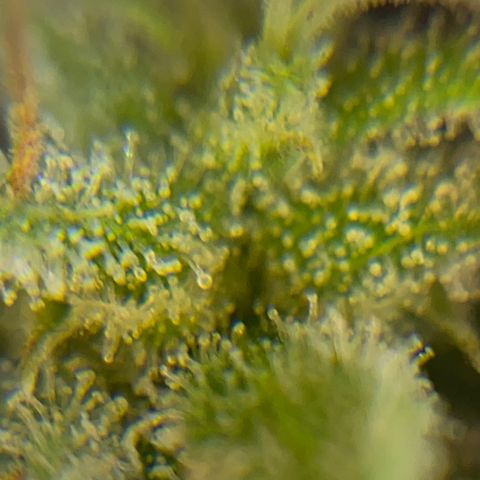 FAT banana #4 growlog timeline photo