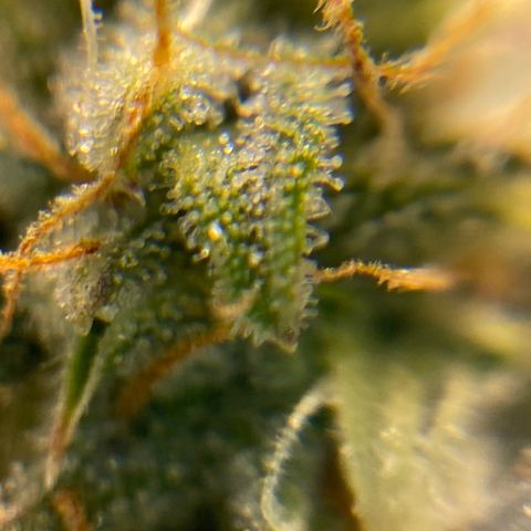 Royal Queen Seeds/ Medusa F1 #4 growlog timeline photo