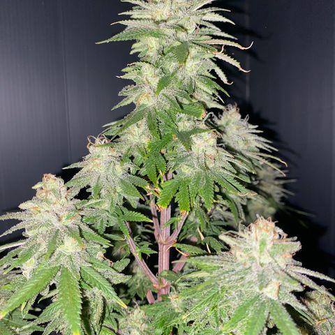 FAT banana #1 growlog timeline photo