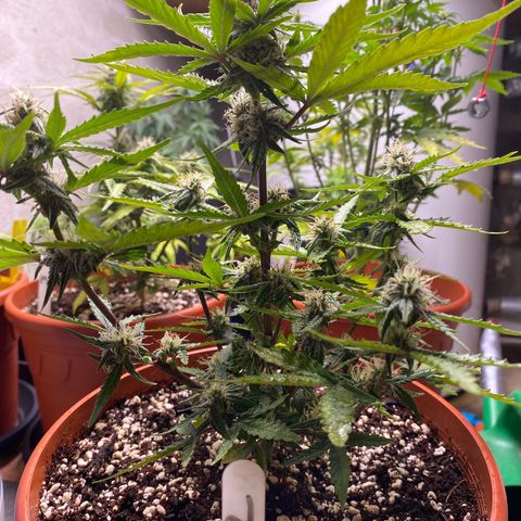 Royal Queen Seeds/ Medusa F1 #2 growlog timeline photo