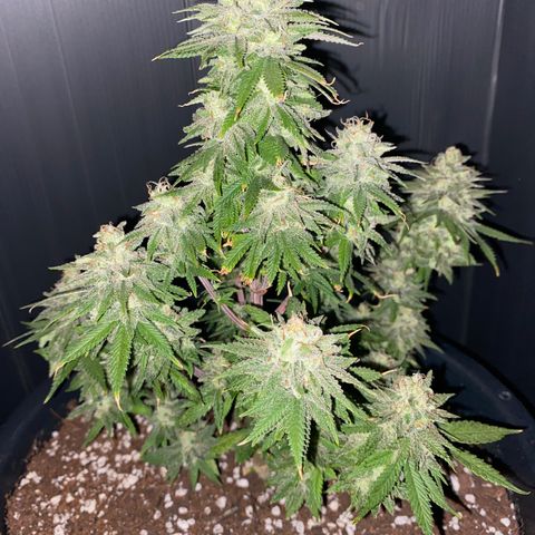FAT banana #1 growlog timeline photo