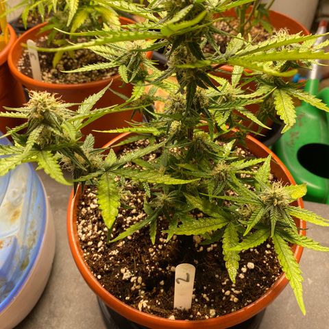 Royal Queen Seeds/ Medusa F1 #2 growlog timeline photo