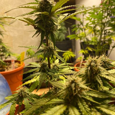 Royal Queen Seeds/ Medusa F1 #3 growlog timeline photo