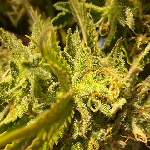 Al Patron #1 growlog timeline photo