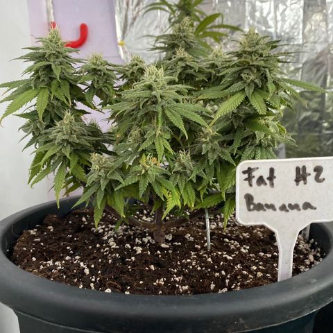 FAT banana #2 growlog timeline photo