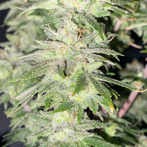 FAT banana #1 growlog timeline photo
