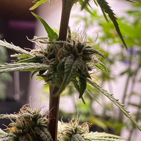 Royal Queen Seeds/ Medusa F1 #3 growlog timeline photo